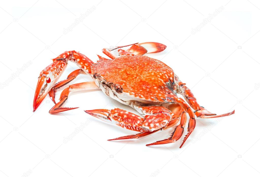 Crabe(4-6)